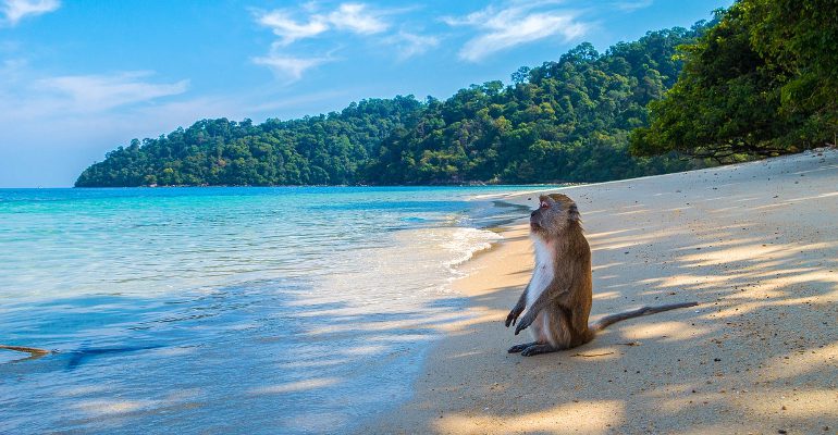 Mejor época para viajar a Tailandia: monos